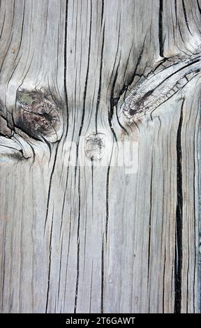 Pareidolie eines erkennbaren Gesichts auf Holz. Stockfoto