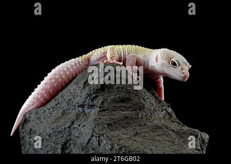 Leopardengecko-Eidechse auf Felsen isoliert auf Schwarz Stockfoto