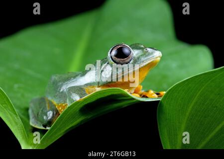 Fliegender Baumfrosch oder javanischer Baumfrosch, der auf Blättern sitzt Stockfoto