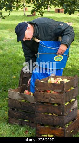 Ein Angestellter des Obstbauers legt die gerade gepflückten Äpfel in eine Obstkiste und den Standard-Obstgarten im Groninger Borg Verhildersum Stockfoto