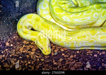 Schließen Sie die große Schlange, Albino Burmese Phytron oder Python bivittatus im Namen der Wissenschaft, Blick von oben. Stockfoto