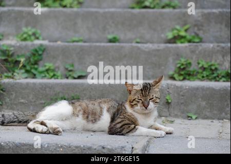 Istanbul, Türkiye. Streunende Katze in Istanbul auf einer Treppe Stockfoto