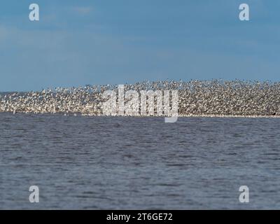 Knoten (Vogel) Calidris canutus große Schar im Flug über die Küste. Stockfoto