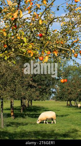 Ein Schaf weidet im Gras, im Obstgarten am Groninger Borg Verhildersum, wo die Äpfel und Birnen bereit für die Ernte sind. Stockfoto