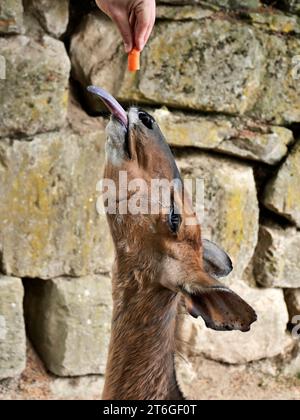 Eine Nyala (Tragelaphus angasii), die die Zunge herausragt, um nach einer Möhre zu greifen, die von einer menschlichen Hand im Streichelzoo gefüttert wird. Stockfoto