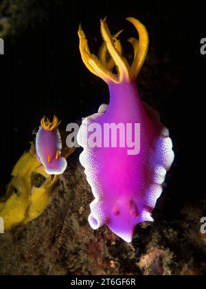 Große und kleine Nacktschnecken (Hypselodoris apolegma, lila und gelbe Meeresschnecken) Stockfoto