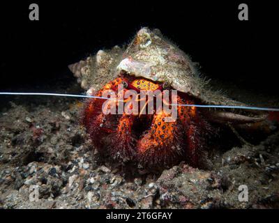 Große rotweiß gefleckte Einsiedelkrabbe (Dardanus megistos) auf dem Meeresboden mit symmetrischen Antennen Stockfoto