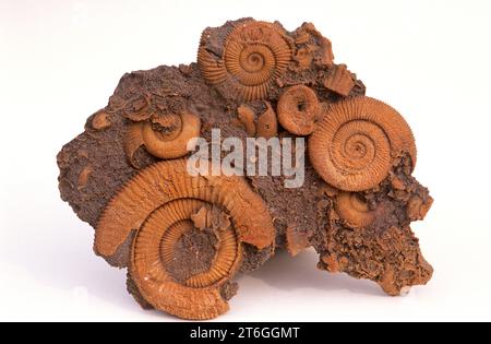 Fossile Ammonite (Dactyloceras athleticum). Diese ausgestorbenen Meerestiere sind Cephalopoda und sie lebten während des Jura. Diese Probe stammt von Ger Stockfoto