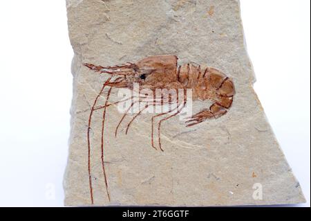 Carpopenaeus callirostris ist eine fossile Garnele aus der Kreidezeit (Cenomanian). Probe. Stockfoto