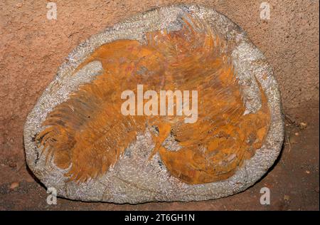 Fossile Trilobiten (Paradoxides sp.) Aus der kambrischen Zeit. Dieses Foto wurde in Marokko aufgenommen. Stockfoto