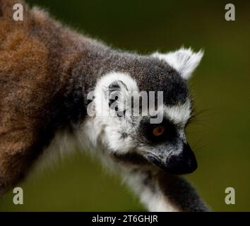 Coole Läufe Spanien Stockfoto