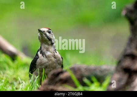 Großer Specht von diesem großen Vogel, der auf Baumstumpf sitzt, rote Federn, diffuser Hintergrund, wilde Naturszene Stockfoto