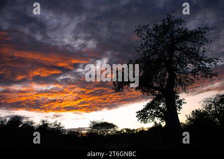 Ein prächtiger, antiker Baobab ist vor dem letzten Schein der Dämmerung am Himmel geschildert. Baobabs bevorzugen trockenere Bushveld-Gebiete unter 1000 Metern. Stockfoto