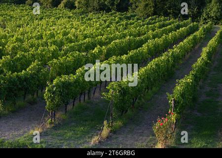 Italien, Campania, Caserta, Cellole, Azienda Vitivinicola Villa Matilde Avallone - Villa Matilde Avallone Weingut - Aglianico Piedirosso und Falanghina g Stockfoto