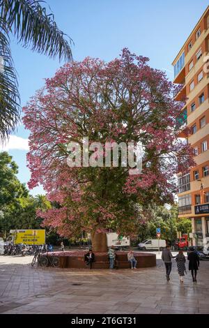 Big Glasschlacke Seide Baum, Ceiba chodatii, im Park in Malaga. Andalusien, Spanien. Stockfoto