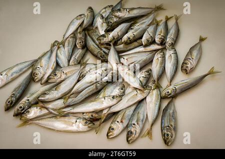 Atlantische Stöcker, Scatterfisch, Trachurus trachurus auf einem spanischen Fischmarkt in Malaga, Spanien. Stockfoto