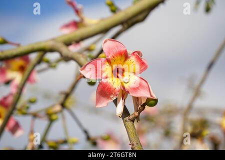 Blumen von Seidenseide, Ceiba Speciosa Baum, Malaga Spanien. Stockfoto