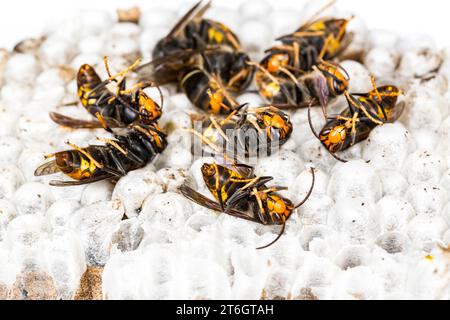 In der Nähe der Toten asiatischen Hornet Wasp am Nest wabenförmigen Insekt Makro. Giftige gift Tier Kolonie. Konzept der Gefahr in der Natur Stockfoto