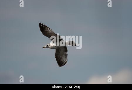 Ringschnabel-Möwe schwebt durch den Himmel Stockfoto