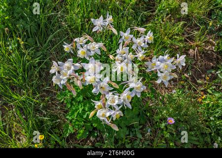 Columbine blüht im August, Lakes Trail, Snowy Range, Medicine Bow Mountains, Rocky Mountains, Medicine Bow National Forest, Wyoming, USA Stockfoto