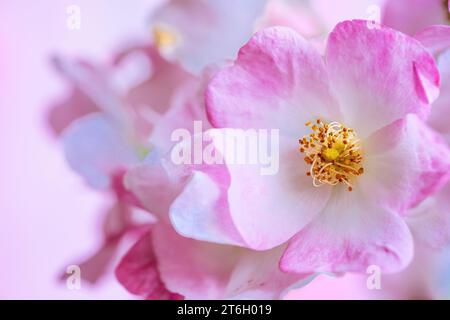 Nahaufnahme einer Ballerina Rose Blume. Stockfoto