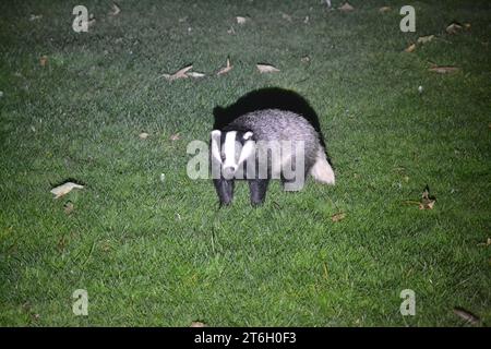 Wild European Badger besucht einen Urban Back Garden in Großbritannien - Meles Meles - British Mammal - Black and White Animal - Woodland Wildlife - UK Stockfoto