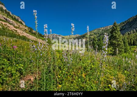 Tall Western Larkspur blüht im Teton Canyon, South Teton Trail, Teton Range, Greater Yellowstone Rockies, Jedediah Smith Wilderness, Wyoming, USA Stockfoto