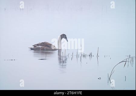 Ein Schwan, der seinen Weg über einen nebeligen See im RSPB Ham Wall Nature Reserve auf den Somerset Levels in der Nähe von Ashcott, Somerset, England, macht. Stockfoto