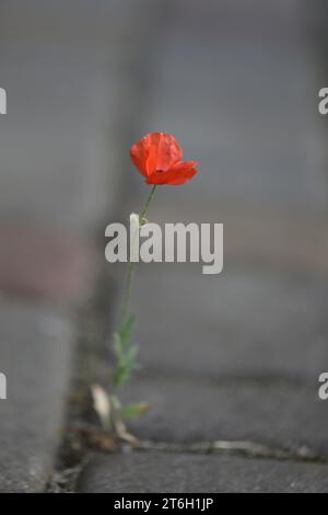 Kleine einsame rote Mohnisolate auf Pflastersteinen Stockfoto