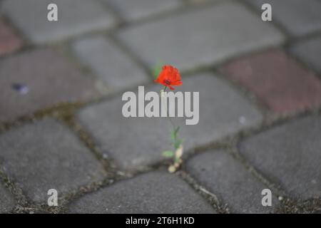 Kleine einsame rote Mohnisolate auf Pflastersteinen Stockfoto