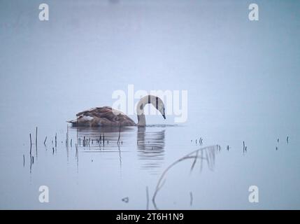 Ein Schwan, der seinen Weg über einen nebeligen See im RSPB Ham Wall Nature Reserve auf den Somerset Levels in der Nähe von Ashcott, Somerset, England, macht. Stockfoto