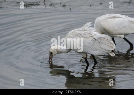 Ein Paar Eurasischer Löffelschnabel (Platalea leucorodia), das in Salzwiesen füttert Stockfoto