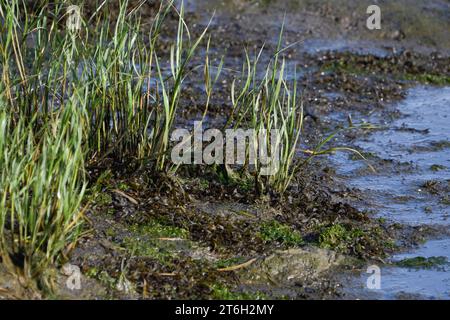 Detail von Spartina maritima im Salzwiesen bei Ebbe Stockfoto