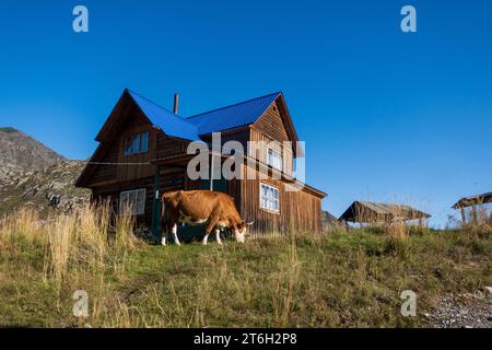 Idyllischer Blick auf Bäume, die auf der Landschaft wachsen, mit Bergketten im Hintergrund in Altai, Russland Stockfoto