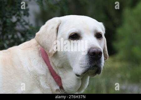 Porträt des netten alten labrador Retriever Hundes draußen. Hund im Sommergarten mit Gras Stockfoto