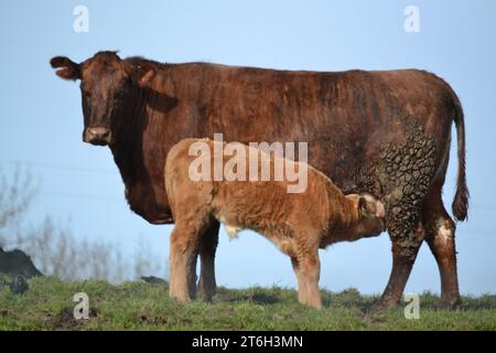 Mooo - Farm Cow and Calf - Kälberfütterung - an Einem sonnigen Tag mit blauem Himmel - Rinder in Einem Bauernfeld - British Farm Animal - UK Stockfoto