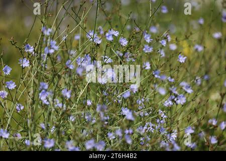 Muster blauer Zichorienblüten auf der Wiese im Sommer Stockfoto