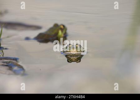 Grüner essbarer Frosch im Wasser mit Gras Stockfoto