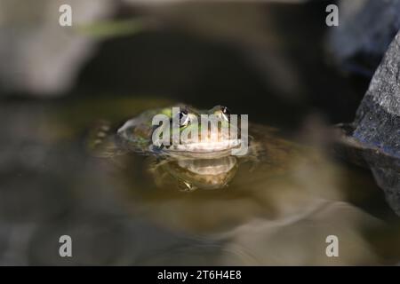 Grüner essbarer Frosch im Wasser mit Gras Stockfoto