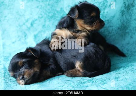 Yorkshire Terrier Welpe schläft auf blauem Hintergrund Stockfoto