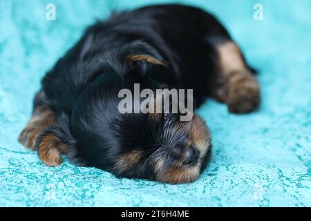 Yorkshire Terrier Welpe schläft auf blauem Hintergrund Stockfoto