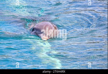 Delfine schwimmen im türkisfarbenen Wasser auf Grand Cayman, Cayman Islands Stockfoto