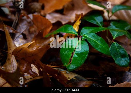 Wintergrüne Blätter mit Wassertröpfchen Stockfoto