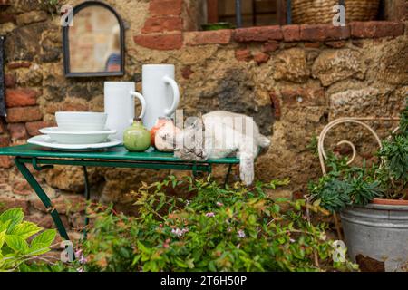 Verschlafene Katze, die sich in der Sonne in Italien entspannt Stockfoto