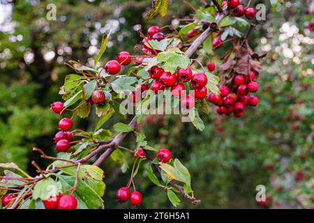 weißdorn mit Herbstbeeren: Crataegus monogyna, Quickthorn, Dornapfel, Maibaum, Weißdorn, Mayflower, Hawberry, Stockfoto