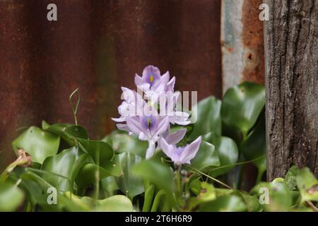 Wasserhyazinthe (Eichhornia crassipes) mit einer einzigen violetten Blume Stockfoto