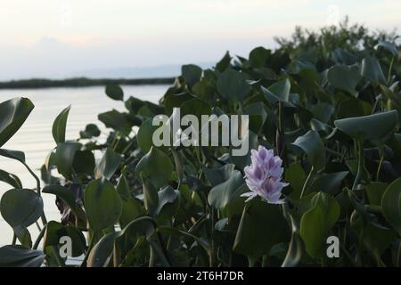 Wasserhyazinthe (Eichhornia crassipes) mit einer einzigen violetten Blume Stockfoto