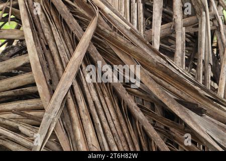 Trockene Kokosblätter. Trockene Kokosblattstruktur Stockfoto