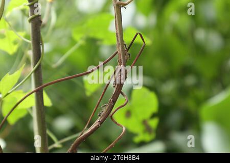 Ameisen gehen auf Baumästen Stockfoto