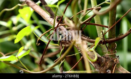 Ameisen gehen auf Baumästen Stockfoto